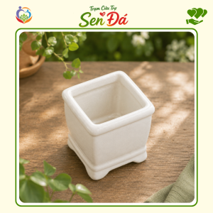 Chậu Gốm Mini Hình Vuông Tráng Men