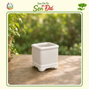 Chậu Gốm Mini Hình Vuông Tráng Men