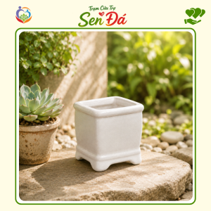 Chậu Gốm Mini Hình Vuông Tráng Men