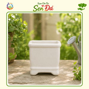 Chậu Gốm Mini Hình Vuông Tráng Men