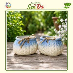 Chậu Gốm Mini Hình Giỏ Nơ