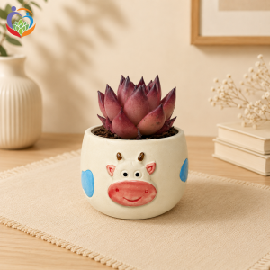 khi nào nên thay chậu cho sen đá