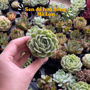 các loại sen đá