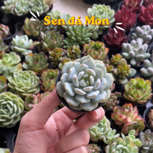 các loại sen đá