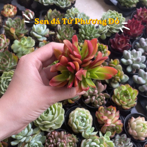 các loại sen đá