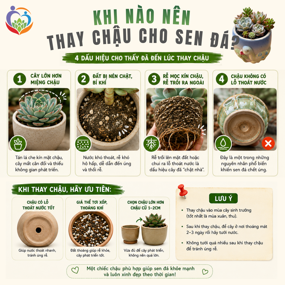 khi nào nên thay chậu cho sen đá