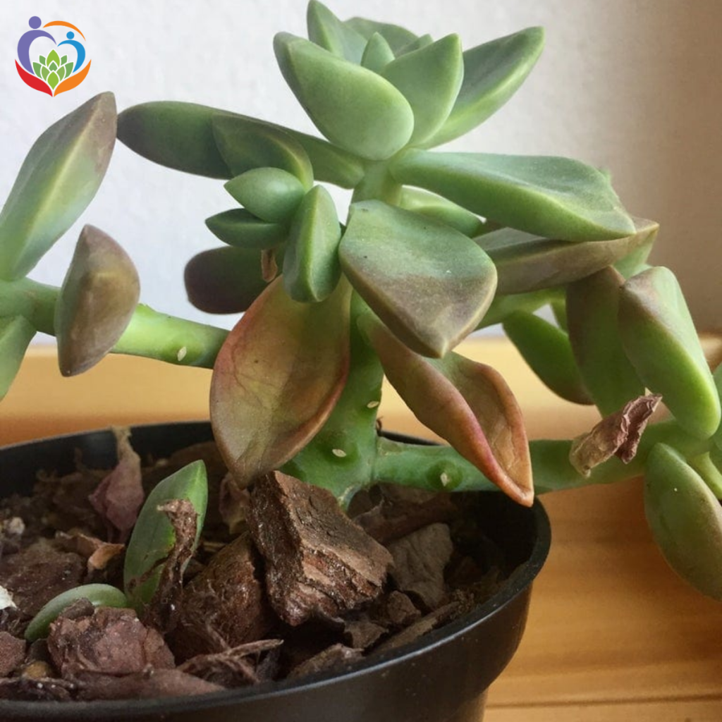 sen đá bị rụng lá do thiếu ánh sáng
