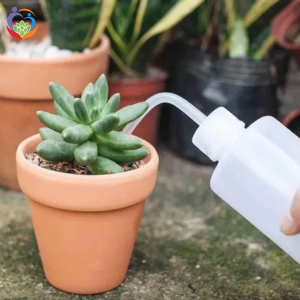 Sen đá bị rụng lá
