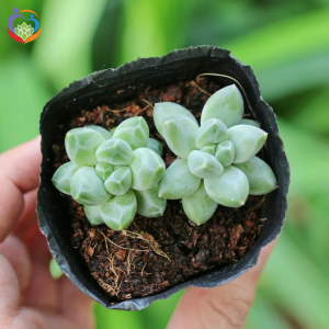 nhân giống sen đá kim cương