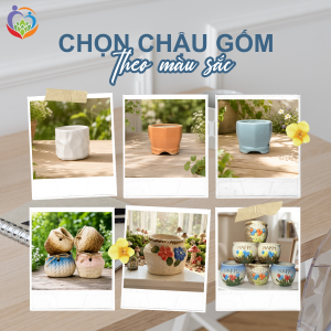 chọn chậu gốm theo màu sắc