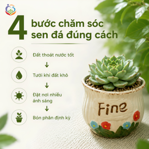 Chăm sóc sen đá đúng cách