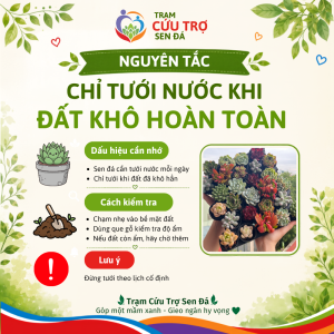 Cách Chăm Sóc Sen Đá
