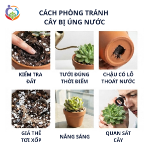 Cách phòng tránh cây sen đá không bị úng nước