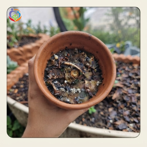 Sử dụng chậu không thoát được nước