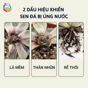 Dấu hiệu khiến sen đá bị úng nước