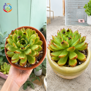Dấu hiệu sen đá bị cháy nắng