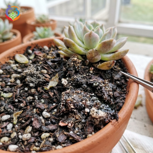 Giá thể giữ nước quá lâu
