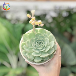 Hoa sen đá đẹp của Trạm