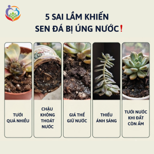 Sai lầm khiến sen đá bị úng nước?