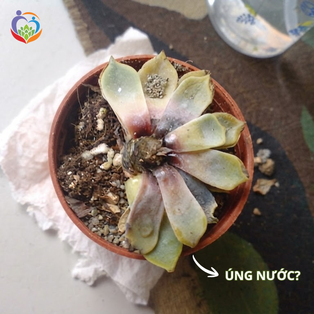 Sen đá úng nước thì phải làm sao?