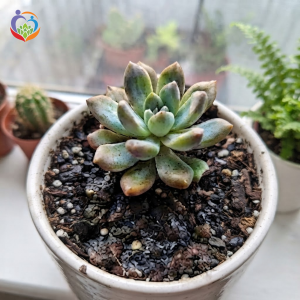 Tưới nước liên tục khi đất vẫn ẩm