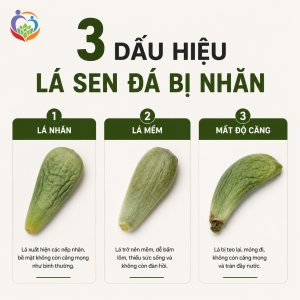 3 dấu hiệu khiến lá sen đá bị nhăn