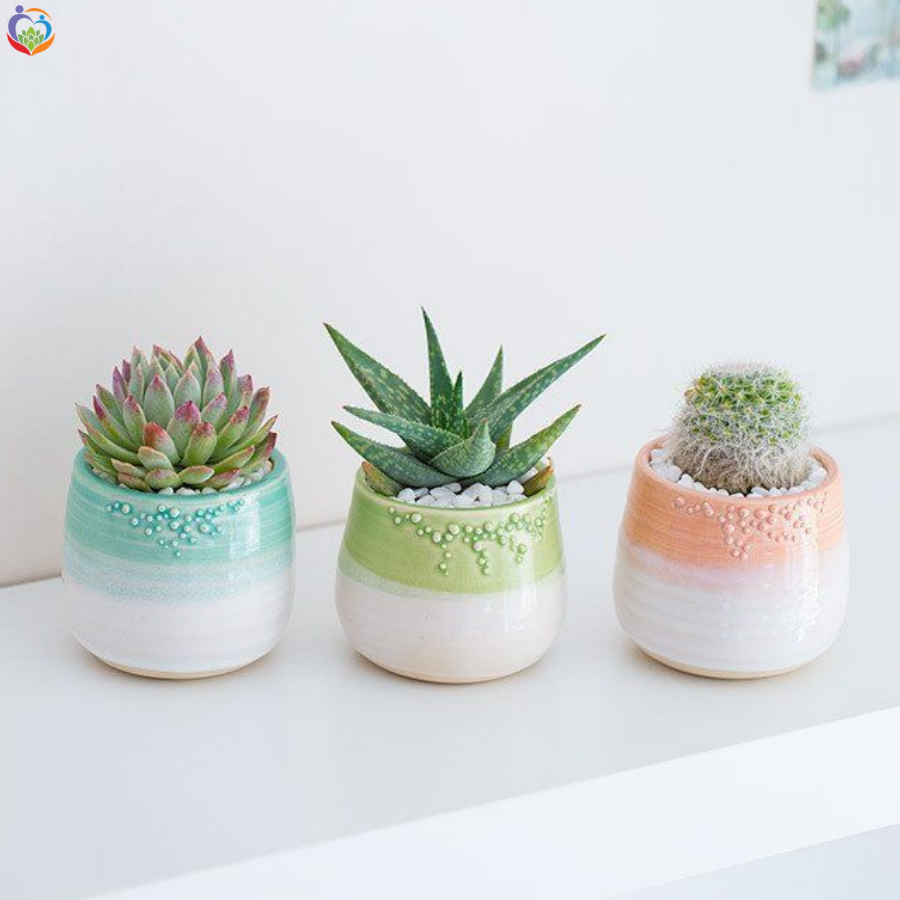 Chậu sen đá mini đẹp