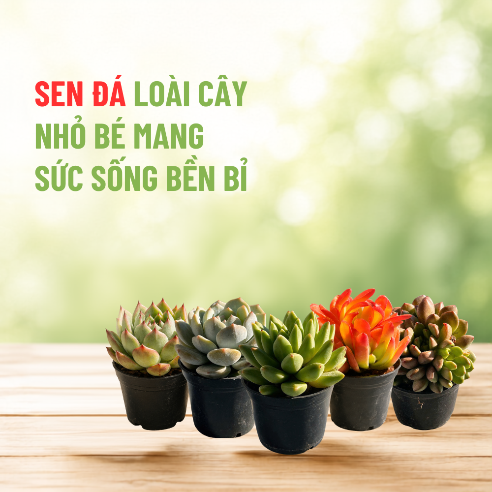 Sen Đá