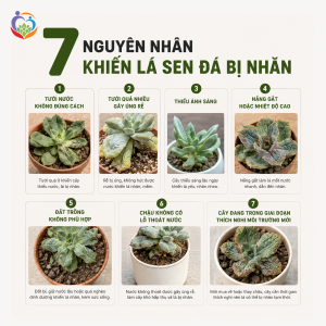 Các nguyên nhân khiến lá sen đá bị nhăn